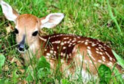 Illinois State Animal: White-tailed Deer