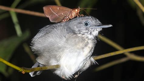 [B! あとで読む] These Amazonian Moths Drink the Tears of Sleeping Birds