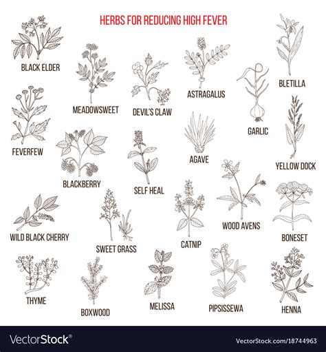 Best herbal remedies for reducing high fever Vector Image