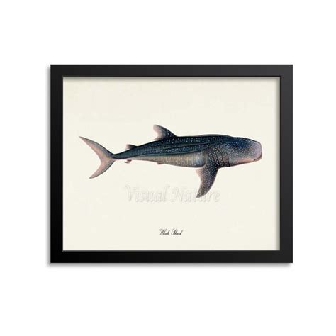 Whale Shark Art Whale Shark Art Print Whale Shark Wall Art - Etsy