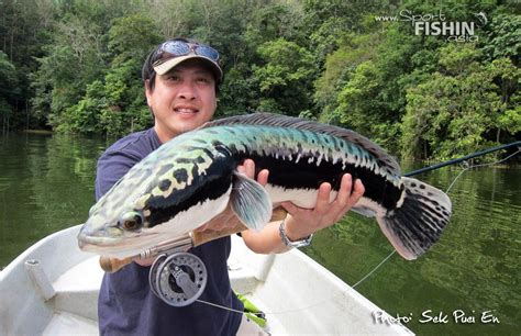 Fly Fishing Wild Toman (giant snakehead) — Sport Fishing Asia