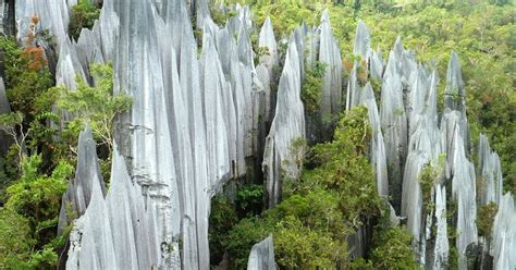 Gunung Mulu National Park and Borneo Jungle