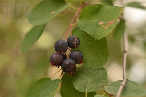 This is the year to try wild Saskatoon berries in the Okanagan | iNFOnews | Thompson-Okanagan's ...