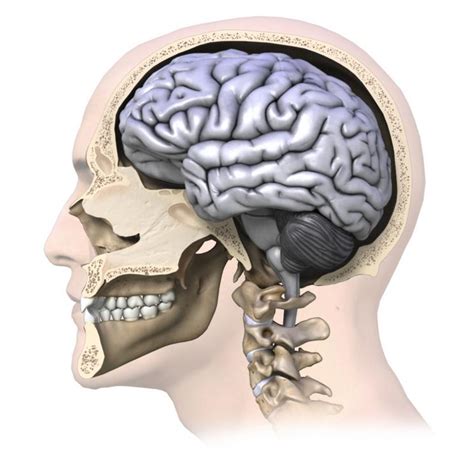 Patient receives 3-D printed skull after traumatic brain injury - Nexus Newsfeed