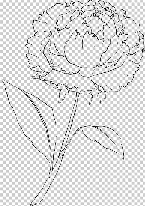 Carnation Drawing Flower Line Art PNG, Clipart, Artificial Flower ...