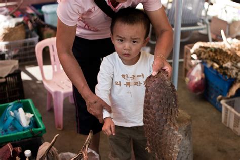 Myanmar's wildlife trafficking hotspot | Sebastian Strangio — Author ...