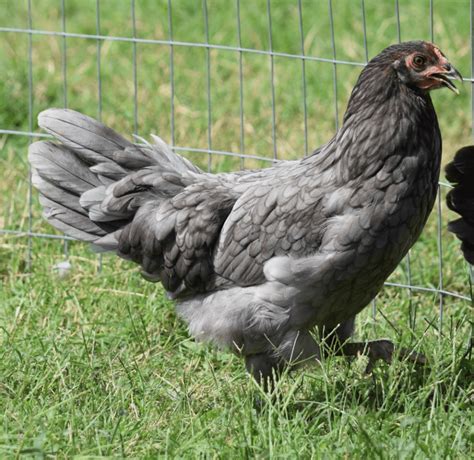 7 Chicken Breeds That Lay Blue Eggs - Animal Hype