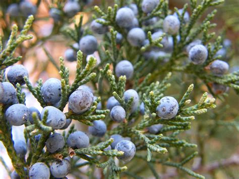 Evergreen Berries | I can never remember what type of tree t… | Flickr