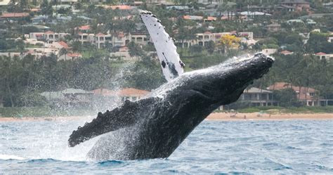 A Visual Guide To Humpback Whale Behavior You Might See On Maui