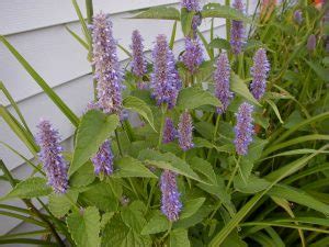 9+ agastache companion plants - VivienneEbba