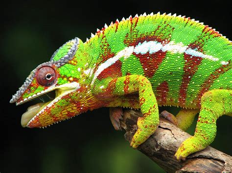 Chameleon - Animals Wallpaper (28906583) - Fanpop