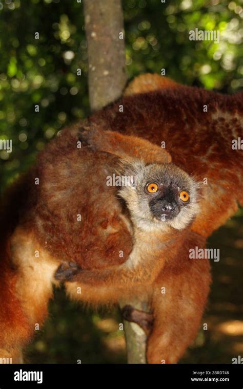 Baby black lemur on mother's back, (Eulemur macaco), Nosy Komba Island ...