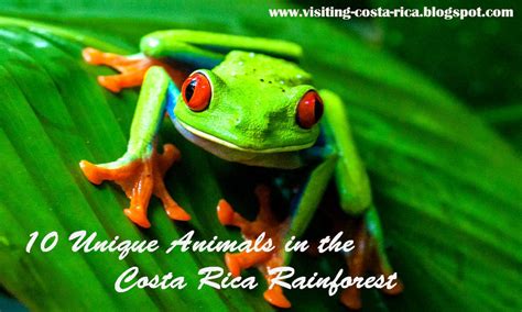 10 Unique Animals in The Costa Rica Rainforest