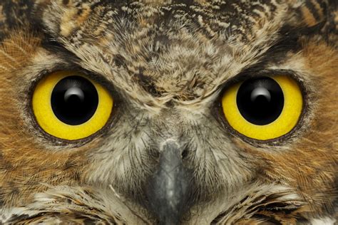 Great Horned Owl looking straight into camera -- the iconic owl in the iconic face-on view ...