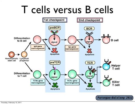 T cells and b-cells