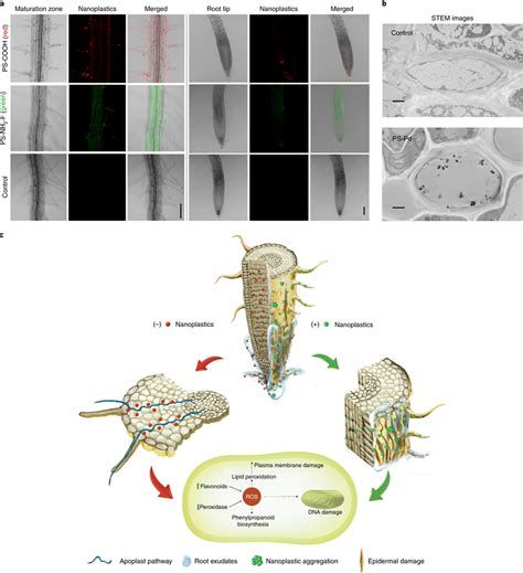 Uptake of nanoplastics and root response a, Localization of PS-COOH... | Download Scientific Diagram