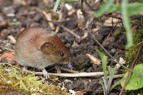 12 Animals Causing Small Holes In Your Lawn Overnight