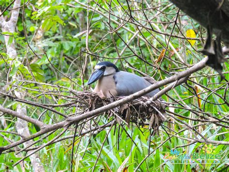 The wild wonder of Cockscomb Basin Wildlife Sanctuary and Jaguar ...