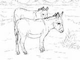 Dibujos De Burros Para Colorear  Páginas Imprimir Y Gratis sketch template