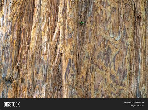 Close Redwood Bark. Image & Photo (Free Trial) | Bigstock