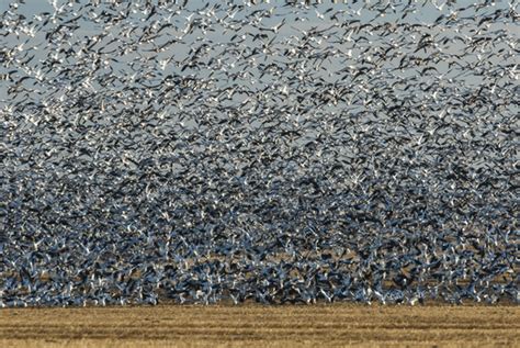 Canadian Wildlife Photography of the Year Competition | Snow geese flock