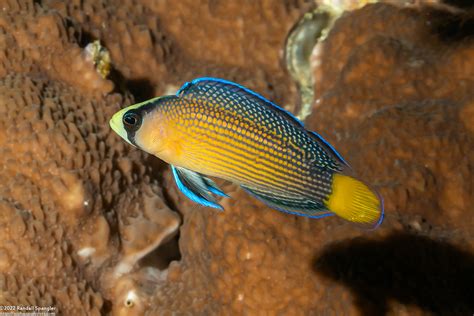 Splendid Dottyback (Manonichthys splendens) - Spanglers' Scuba