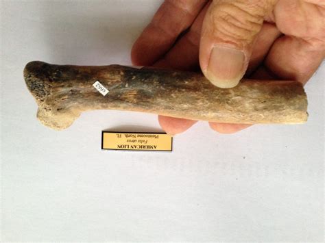 American Lion Partial Femur - Fossils & Artifacts for Sale | Paleo ...