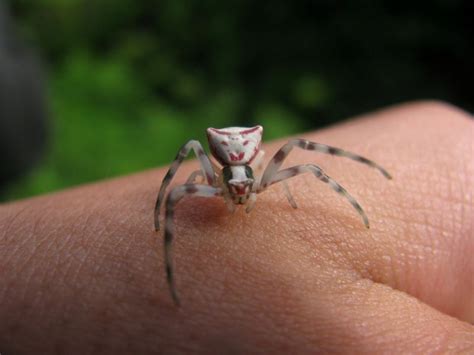 "Catface" spider - Animal & Insect Photos - Eleftheria