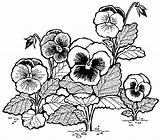 Pansy Bouquet Coloring Page  Free Printable Pages For Kids sketch template