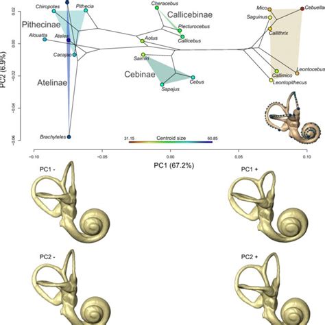 Allometry, Function and Shape Diversification in the Inner Ear of ...