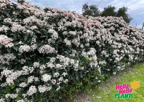 Viburnum 'Tinus' 16" Pot - Hello Hello Plants