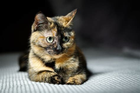 449+ Tortoiseshell Cat Names (BEST Choices!) - Blog Of Tom