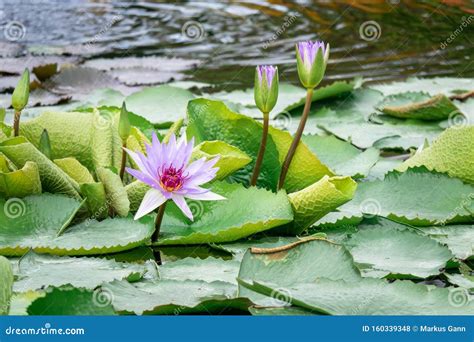 Beautiful Purple Water Lily in the Garden Pond Stock Photo - Image of bloom, depth: 160339348