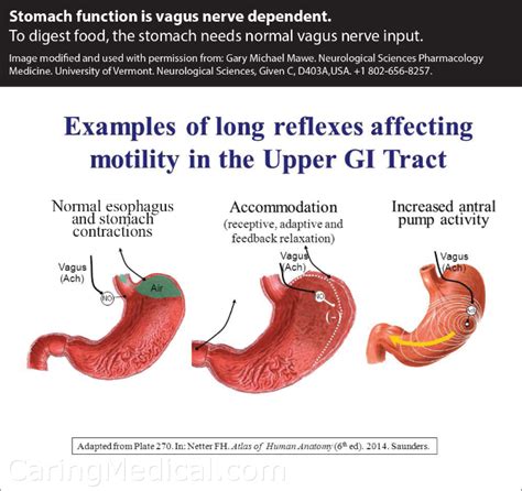 Unveiling the Culprit: What Event Triggers the Opening of the Gastroesophageal Sphincter