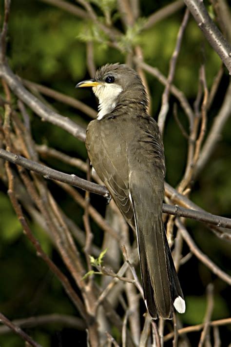 Yellow-billed Cuckoo - Owen Deutsch Photography