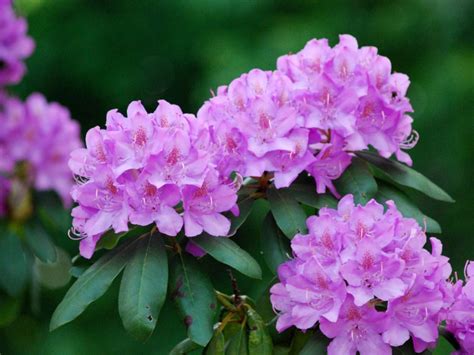 Mountain Laurel & Rhododendron Bundle Unrooted Cuttings for | Etsy