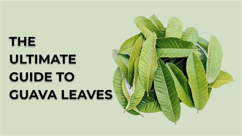 The Ultimate Guide to Guava Leaves: Benefits, Uses, Health Risks and ...