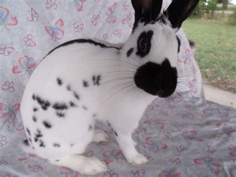 ~ English Spot Rabbit ~ | Pet rabbit care, Pet rabbit, Rabbit breeds