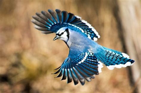 "DSC_9314" by susanrajalahughes | Blue jay, Blue jay bird, Wild birds photography