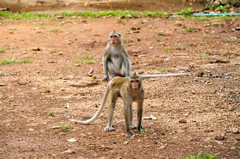 Premium Photo | Monkey on jungle of thailand