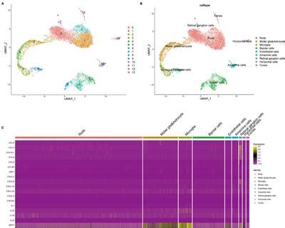 Frontiers | Single-cell sequencing reveals an important role of SPP1 and microglial activation ...