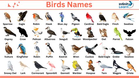 Pictures Of Birds With Names