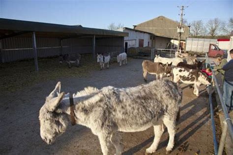 Island Farm Donkey Sanctuary (Wallingford) - 2021 All You Need to Know BEFORE You Go (with ...