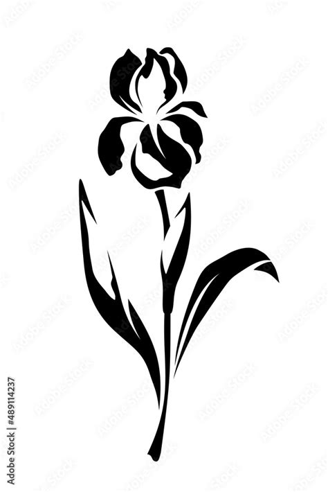 Iris flower. Vector black and white illustration isolated on a white ...