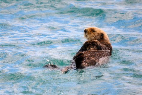 Sea Otter, Wildlife, Alaska, Nature Photo - Etsy