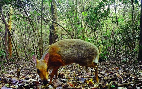 Fanged miniature 'mouse-deer' rediscovered by scientists in Vietnam | O-T Lounge