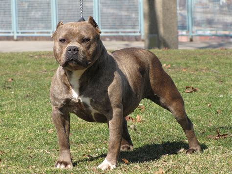 American Pit Bull Terrier - All Big Dog Breeds