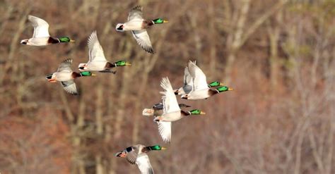 Duck Hunting Season in Washington State: Season Dates, Bag Limits, and More - A-Z Animals