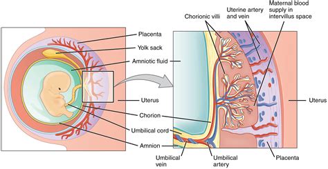 Human Gastrulation Diagram