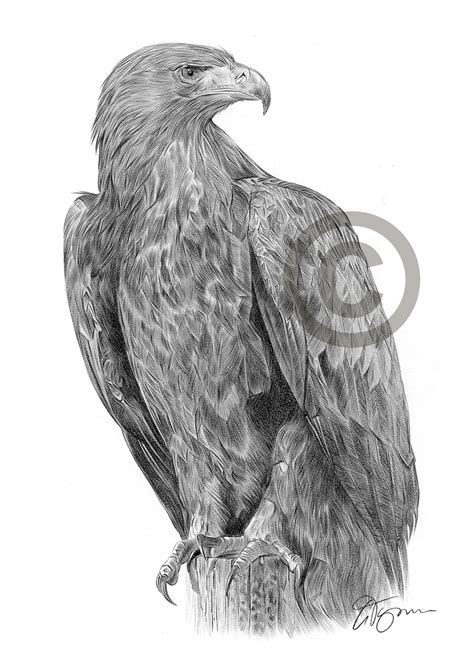 Pencil drawing of a golden eagle by UK artist Gary Tymon